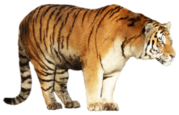 animals & Tiger free transparent png image.