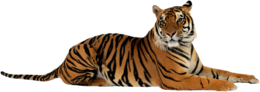 animals & Tiger free transparent png image.