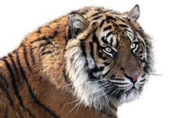 animals & tiger free transparent png image.