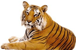 animals & Tiger free transparent png image.