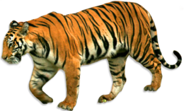 animals & Tiger free transparent png image.