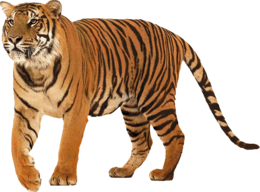 animals & Tiger free transparent png image.