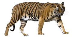 animals & tiger free transparent png image.