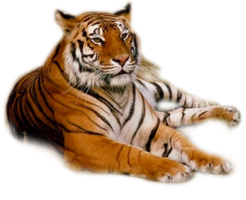 animals & tiger free transparent png image.