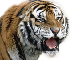 animals & tiger free transparent png image.