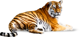 animals & Tiger free transparent png image.