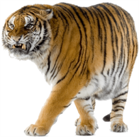 animals & Tiger free transparent png image.