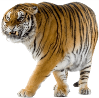 animals & tiger free transparent png image.