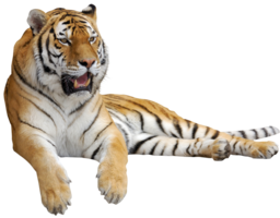 animals & tiger free transparent png image.