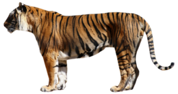 animals & tiger free transparent png image.