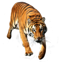 animals & Tiger free transparent png image.