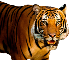 animals & tiger free transparent png image.