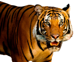 animals & Tiger free transparent png image.