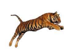 animals & tiger free transparent png image.