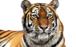 animals & tiger free transparent png image.