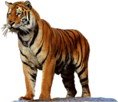 animals & tiger free transparent png image.