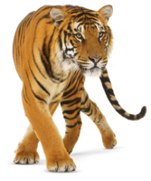 animals & tiger free transparent png image.