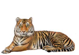 animals & tiger free transparent png image.