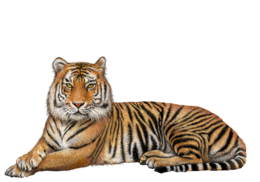 animals & Tiger free transparent png image.