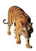 animals & Tiger free transparent png image.