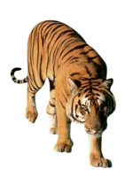 animals & tiger free transparent png image.