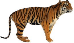 animals & tiger free transparent png image.