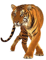 animals & tiger free transparent png image.