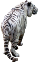 animals & Tiger free transparent png image.