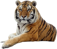 animals & Tiger free transparent png image.