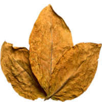 nature & tobacco free transparent png image.