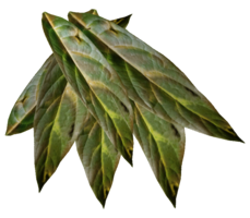 nature & Tobacco free transparent png image.