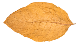 nature & tobacco free transparent png image.