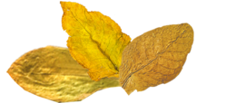 nature & Tobacco free transparent png image.