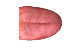 people & Tongue free transparent png image.