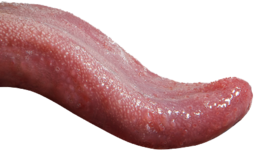 people & tongue free transparent png image.