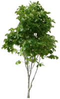 nature & tree free transparent png image.