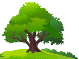 nature & Tree free transparent png image.