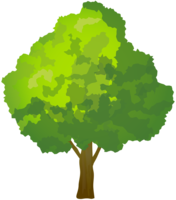 nature & tree free transparent png image.