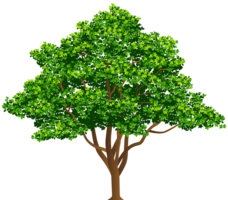 nature & tree free transparent png image.