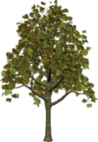 nature & Tree free transparent png image.