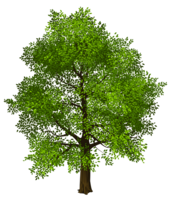 nature & Tree free transparent png image.