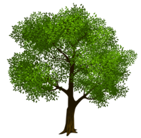 nature & Tree free transparent png image.