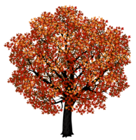 nature & Tree free transparent png image.