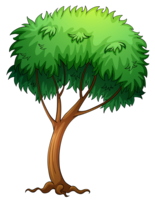 nature & tree free transparent png image.