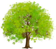 nature & tree free transparent png image.