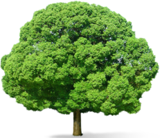 nature & Tree free transparent png image.