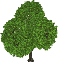 nature & tree free transparent png image.