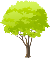 nature & Tree free transparent png image.