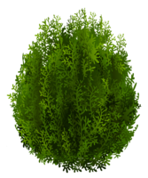 nature & tree free transparent png image.