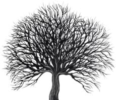 nature & tree free transparent png image.